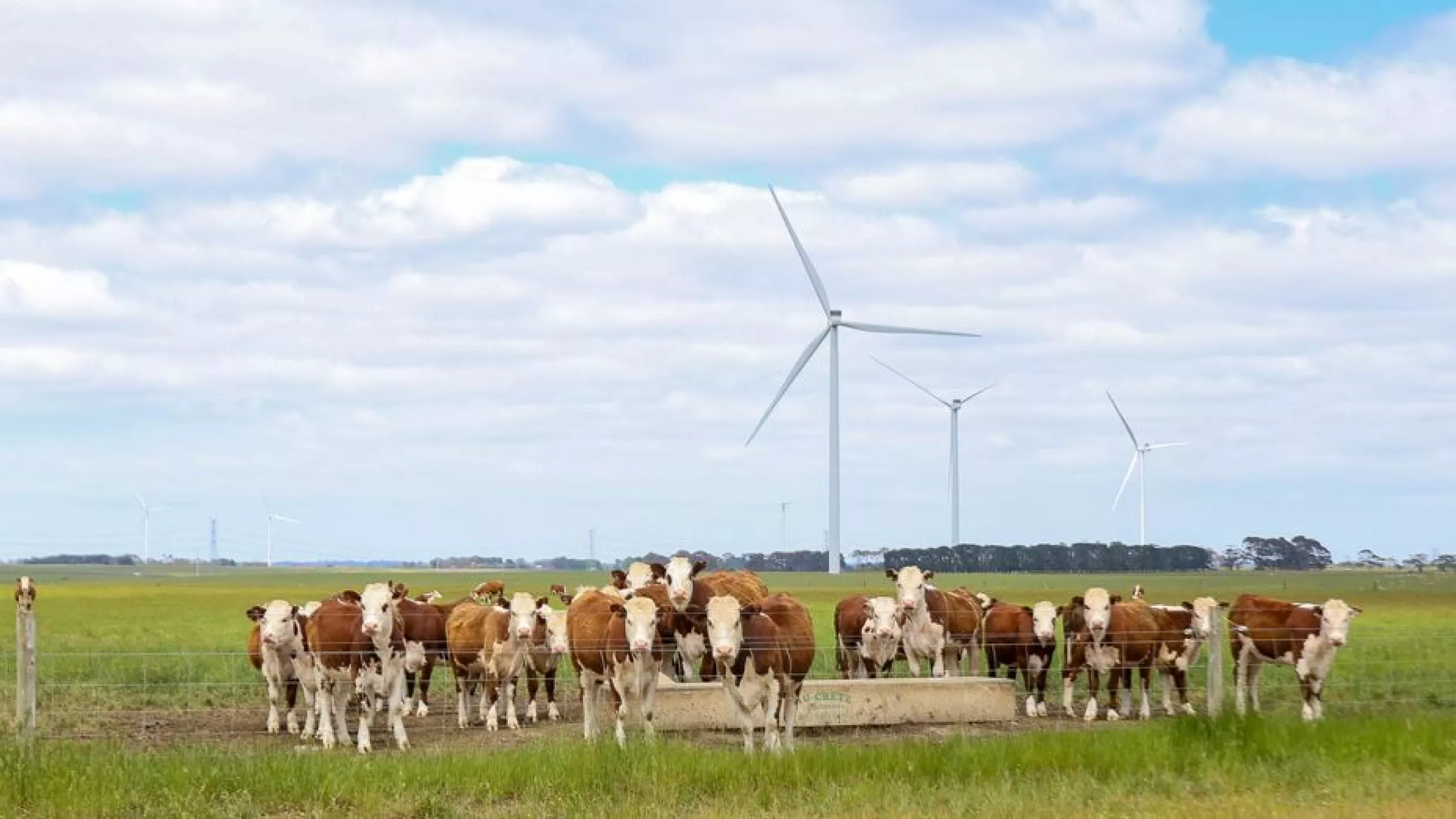 A group of cows stands in a green field in front of wind turbines.