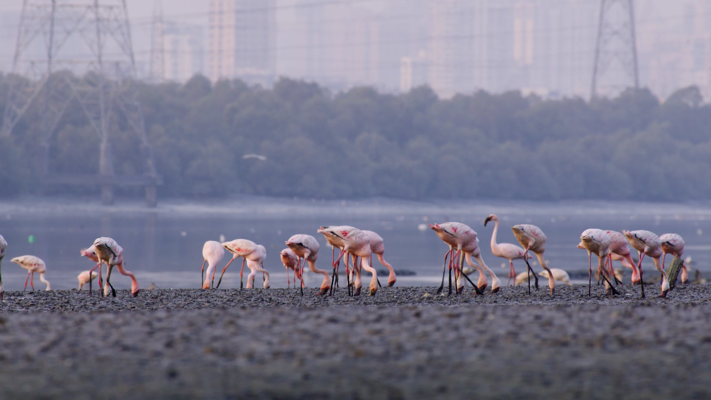 A group of flamingos stands on a riverbank