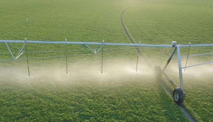 Irrigation pipes water a green field of crops.