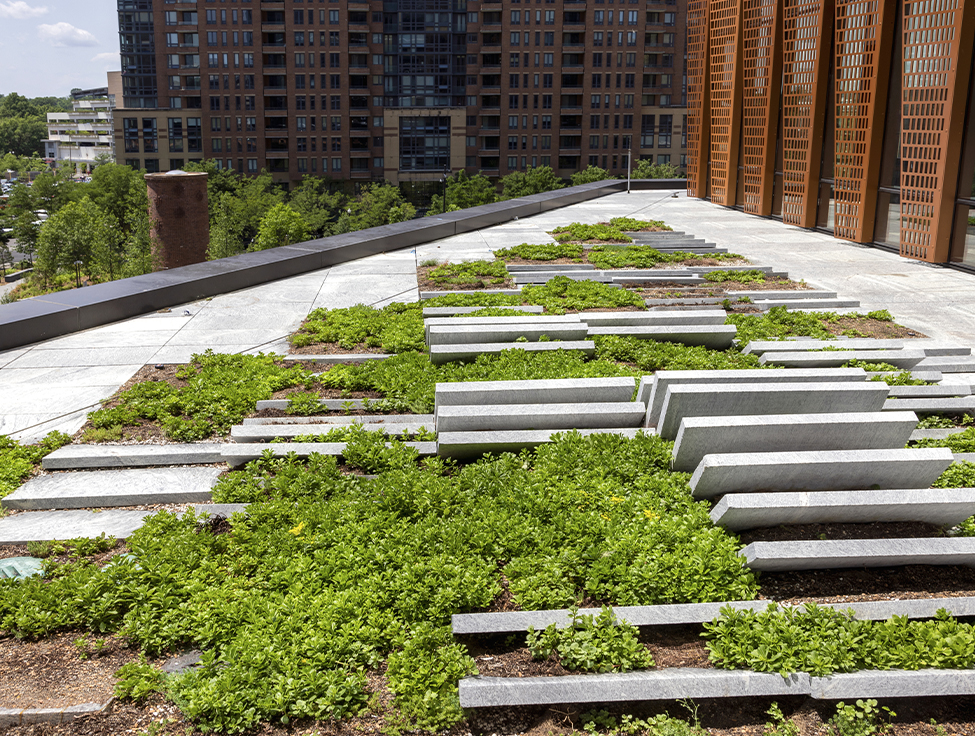 A rooftop garden is shown with buildings in the background. 