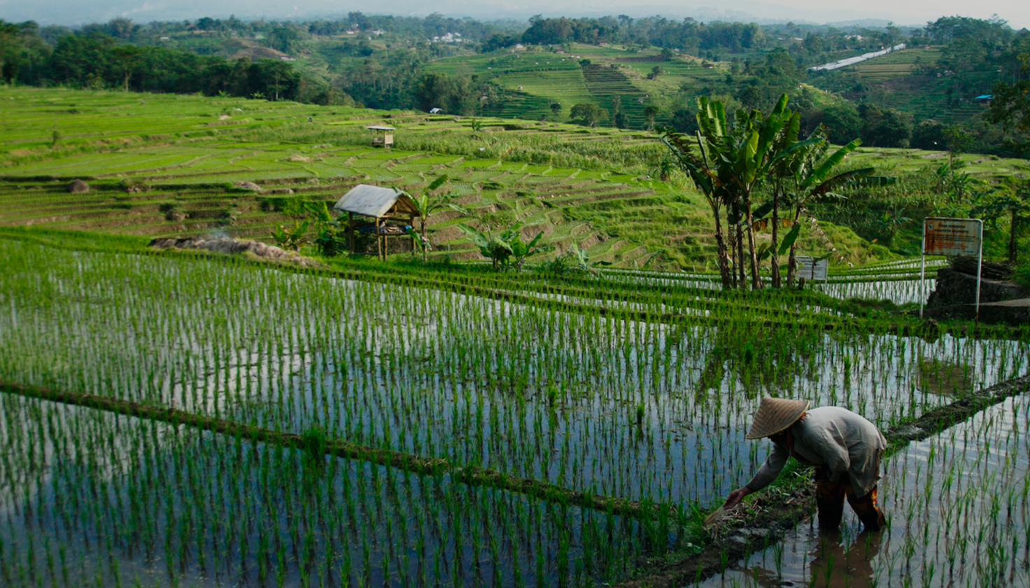 A farmer is shown standing in a flooded field.