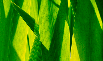 A close-up image of leaves. 
