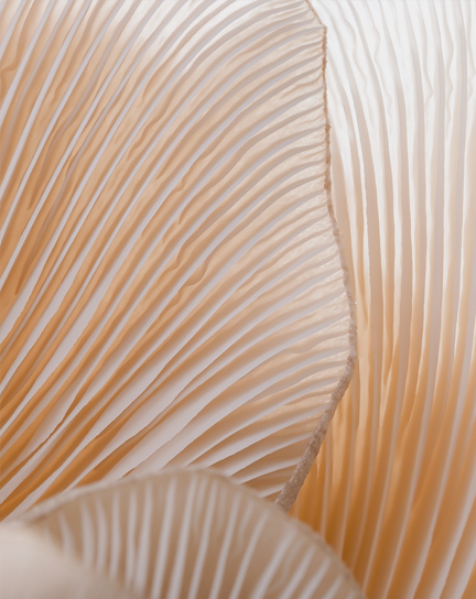A close-up view of a textured item with light colors. 
