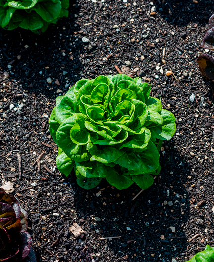 A head of lettuce growing in a garden.