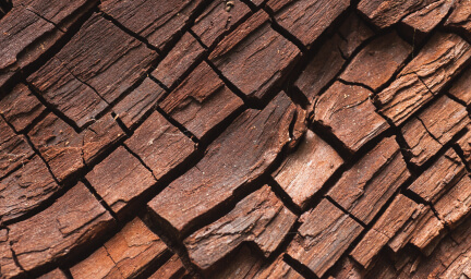 A close-up image of tree bark