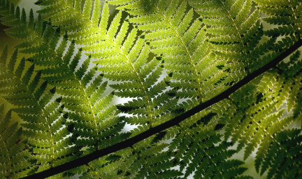 A close-up image of a fern leaf 