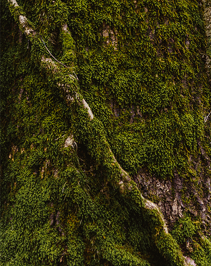 A close up of moss growing on a tree trunk.