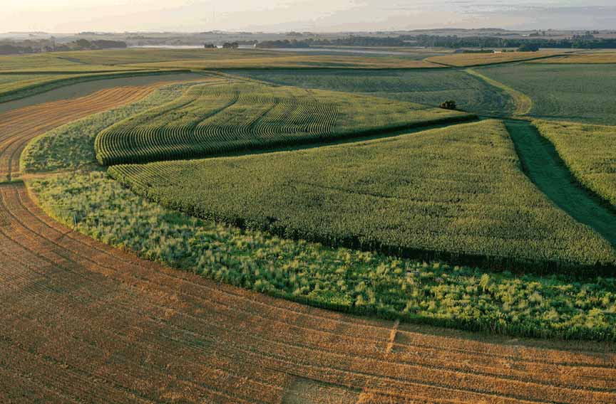 A prairie strip around farmland.