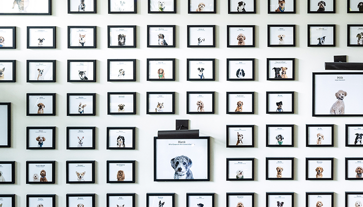 Organized rows of many individually framed photos of dogs on a wall. 