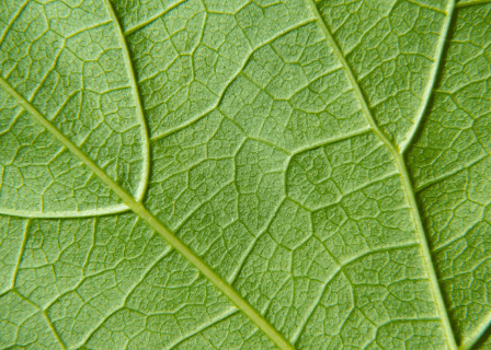 A close-up view of veins on a leaf. 