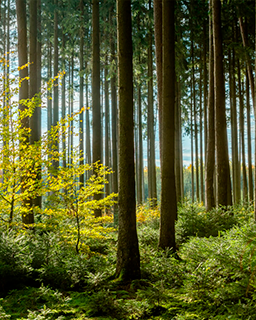 A forest with sunlight peeking through the trees. 