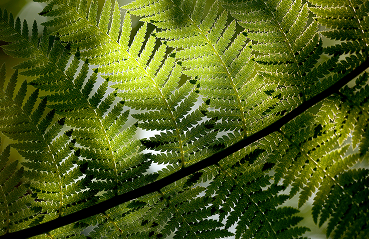 A close-up view of leaves from a fern, partially in the shade.