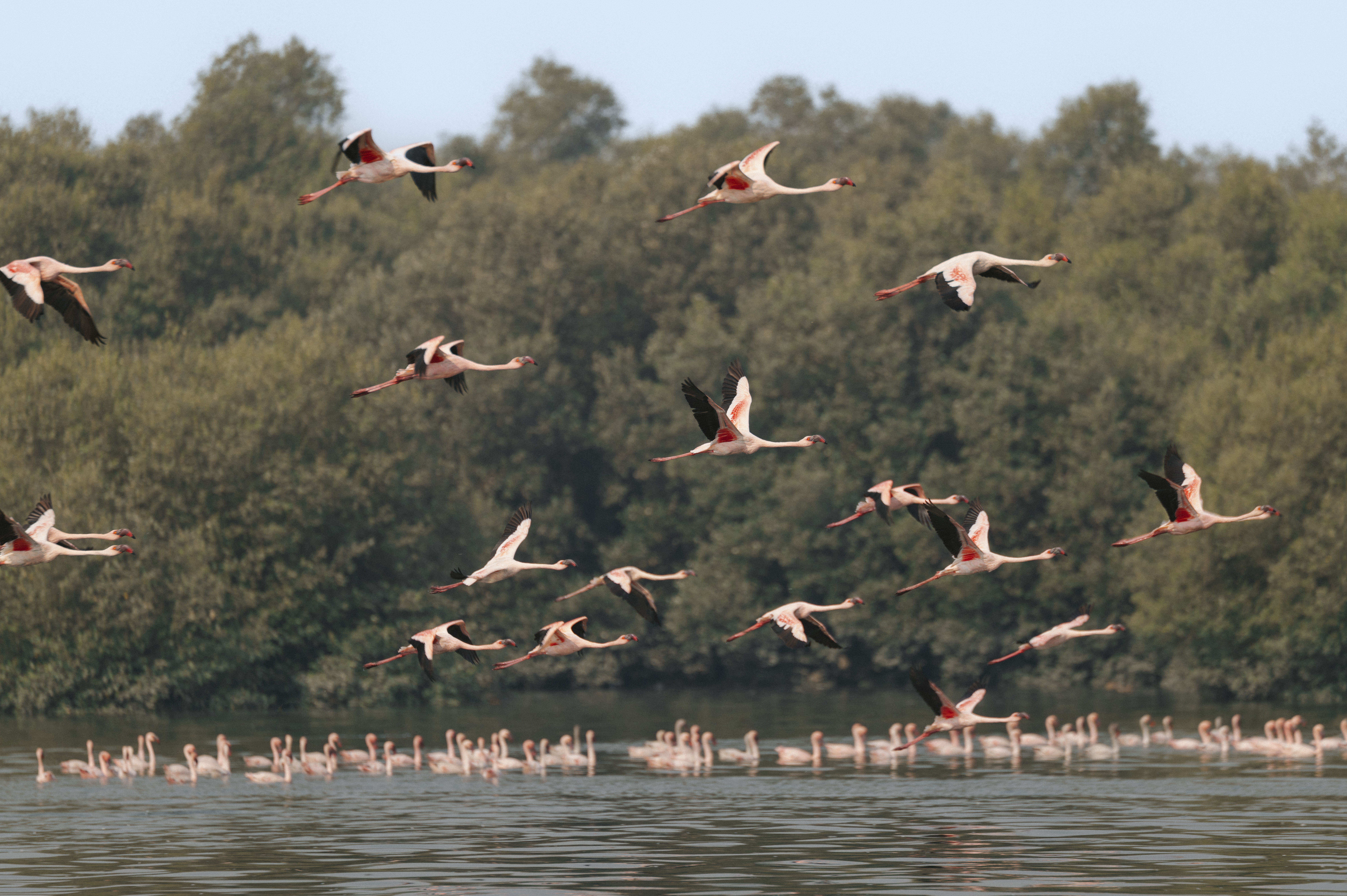 Flamingoes flying over water.
