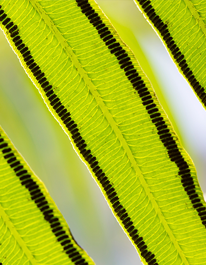 A close up of individual leafs from a plant.