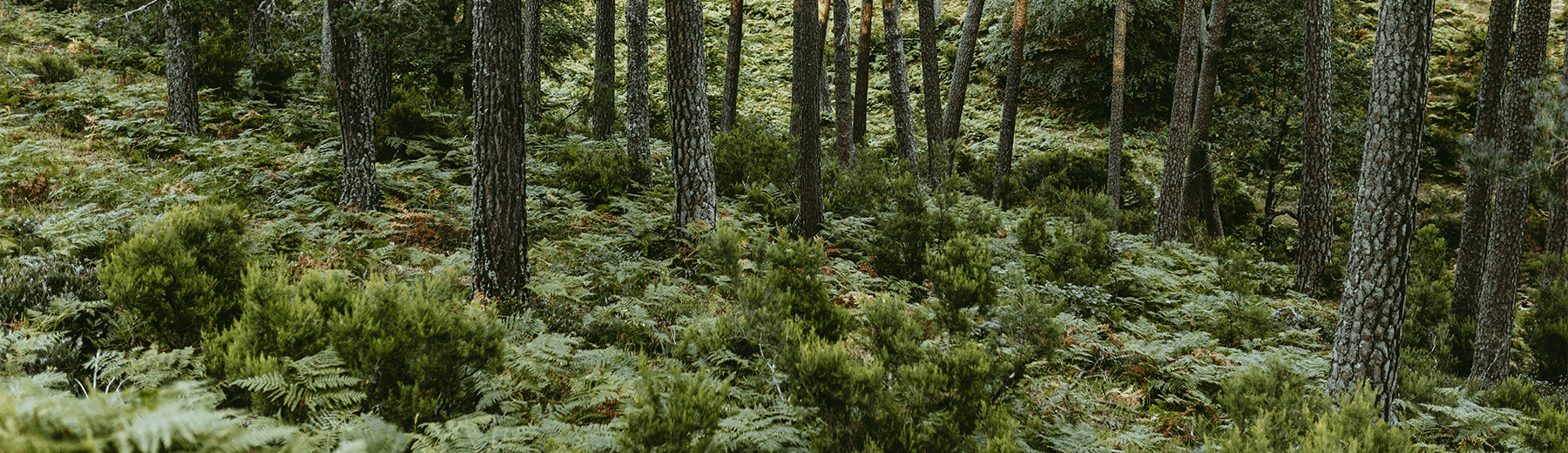 A forest with verdant shrubs covering the forest floor.