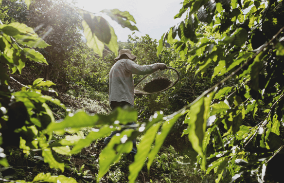 A person with a basket gathers fruit from a lush forest.