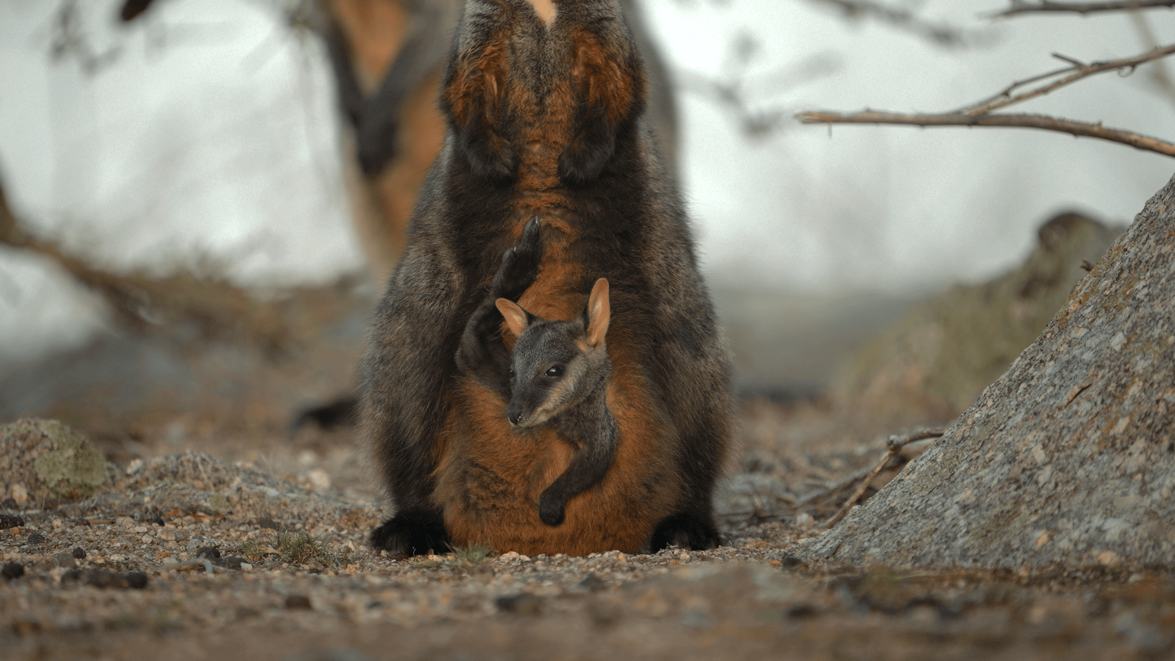 A baby wallaby in its mothers pouch.