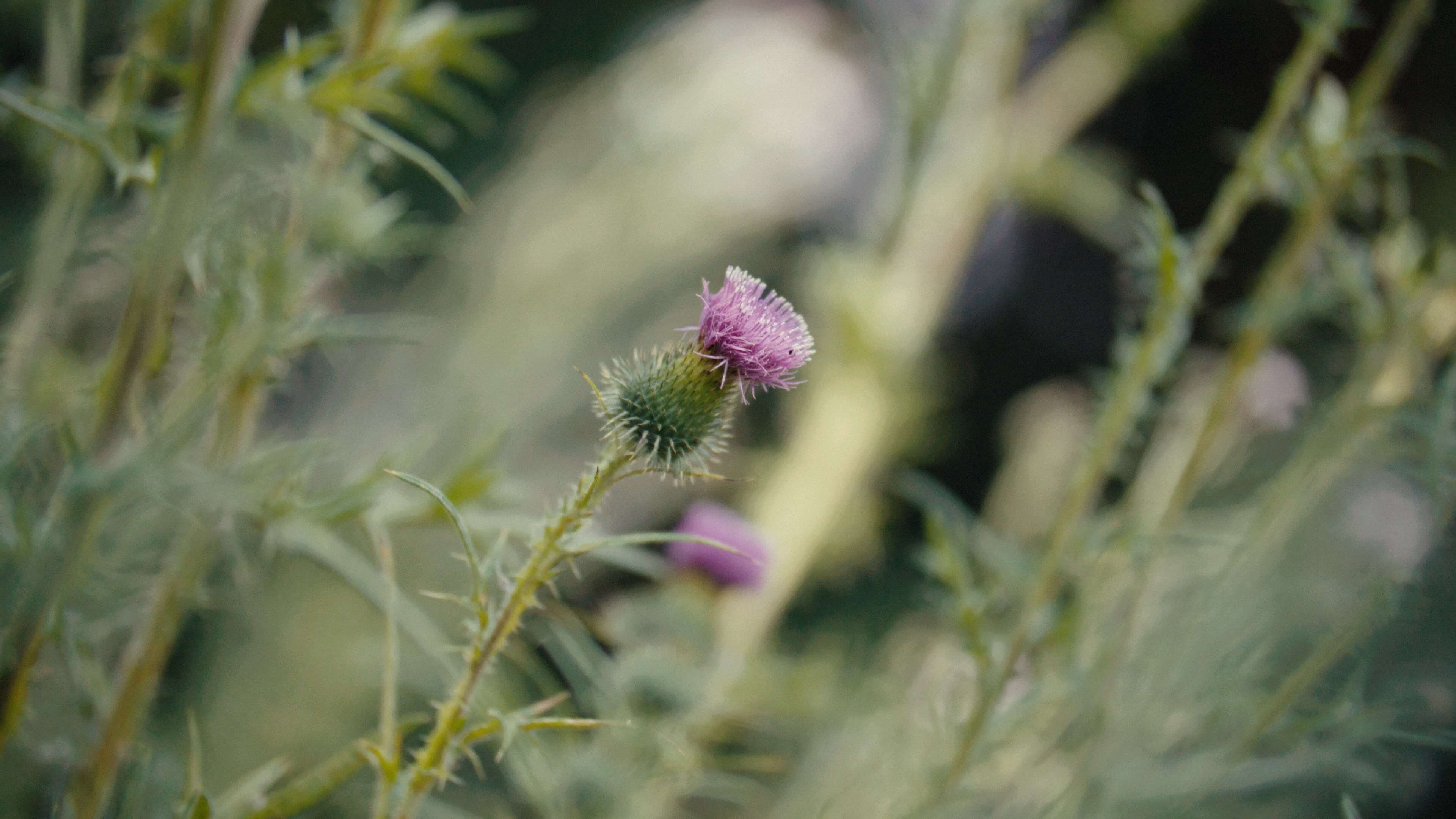 A group of flowers face sunlight.