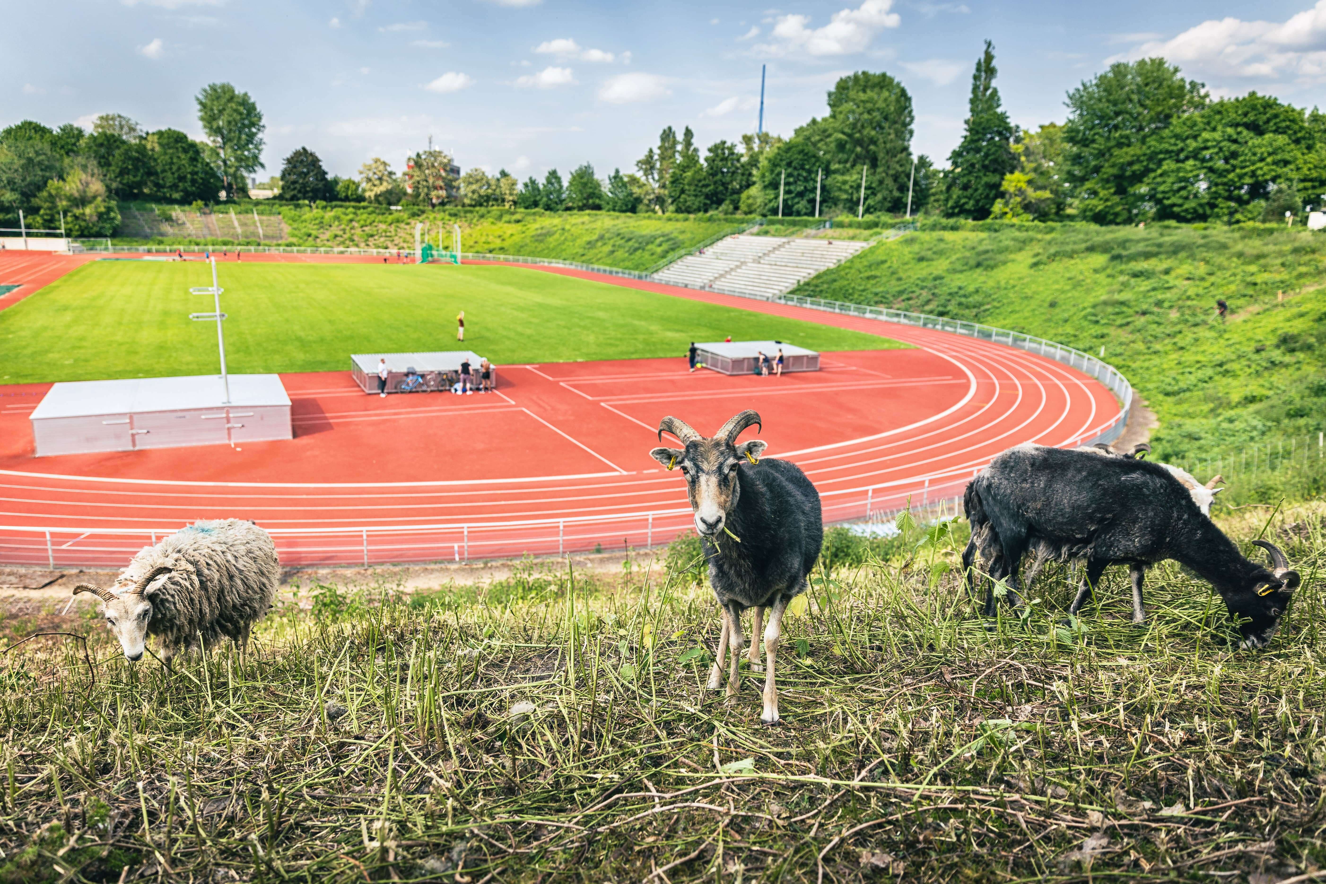 Three sheep stand grazing above a stadium with a track. 