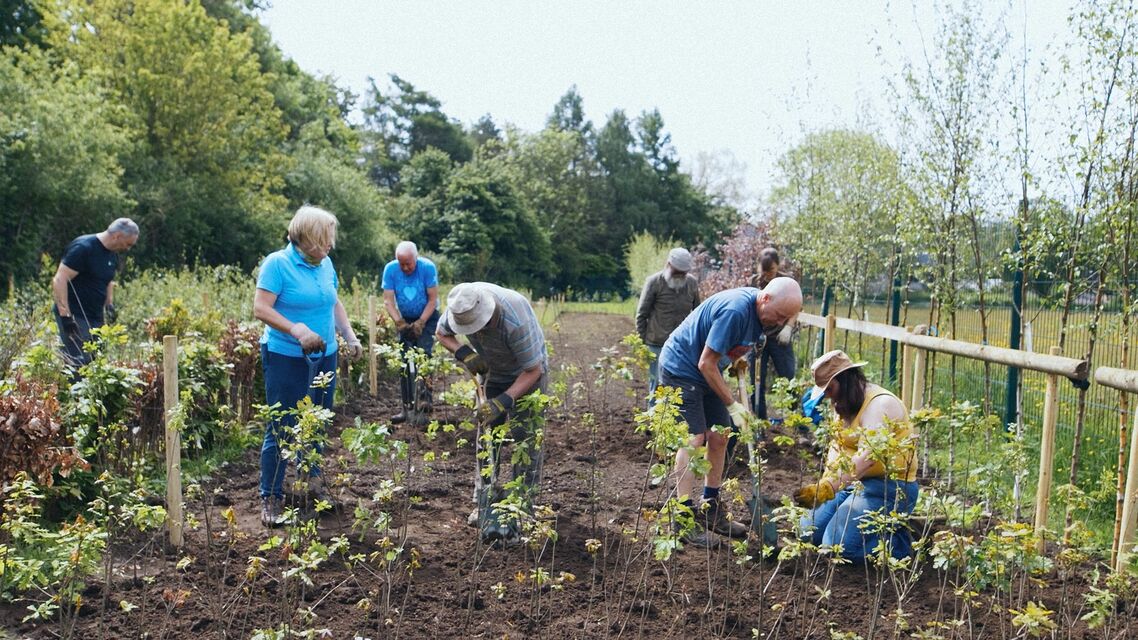 A group of people planting green vegetation in a patch of dirt.