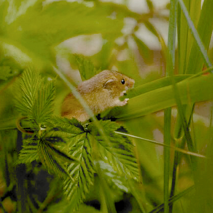 A mouse crawling up the stem of a plant.
