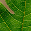 A close up of a leaf.