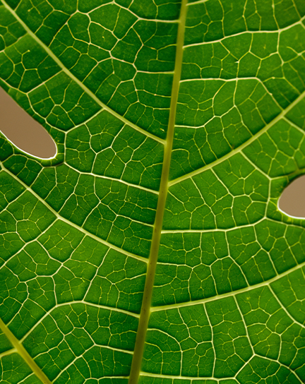 A close up of veins in a leaf.