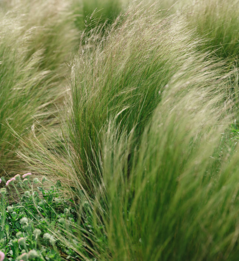 Close-up of green ornamental grasses
