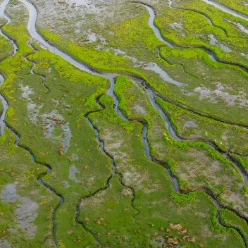 Water runs through green marshy landscapes. 