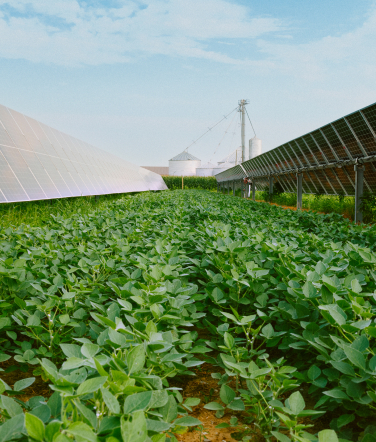 Rows of vegetables growing in between solar panels. 