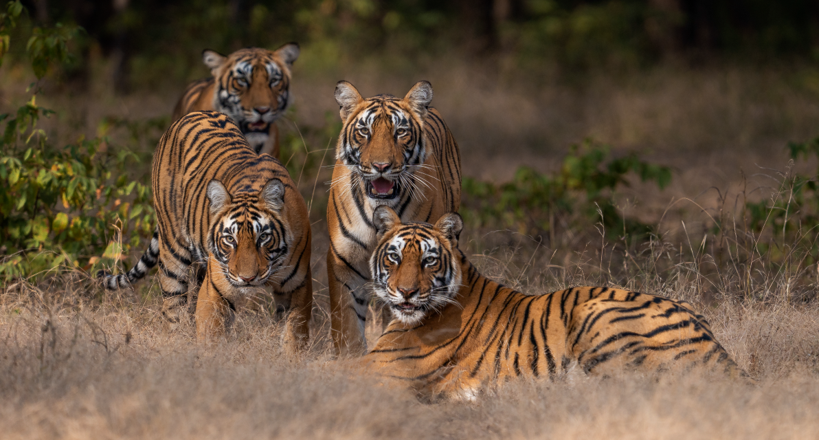 Four tigers in the Western Ghats, India. (Photo Credit: Harsha Narasimhamurthy)