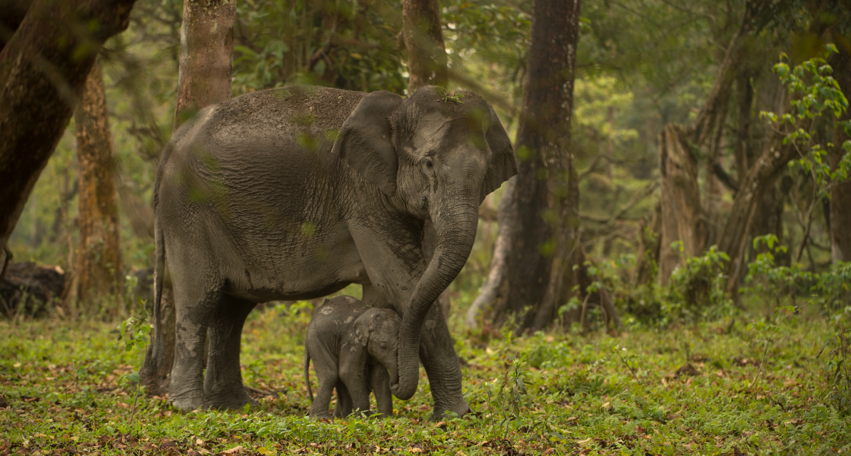 A tiny baby elephant stands beside its mother in a verdant clearing. They are holding trunks. (Photo Credit: Kalyan Varma)