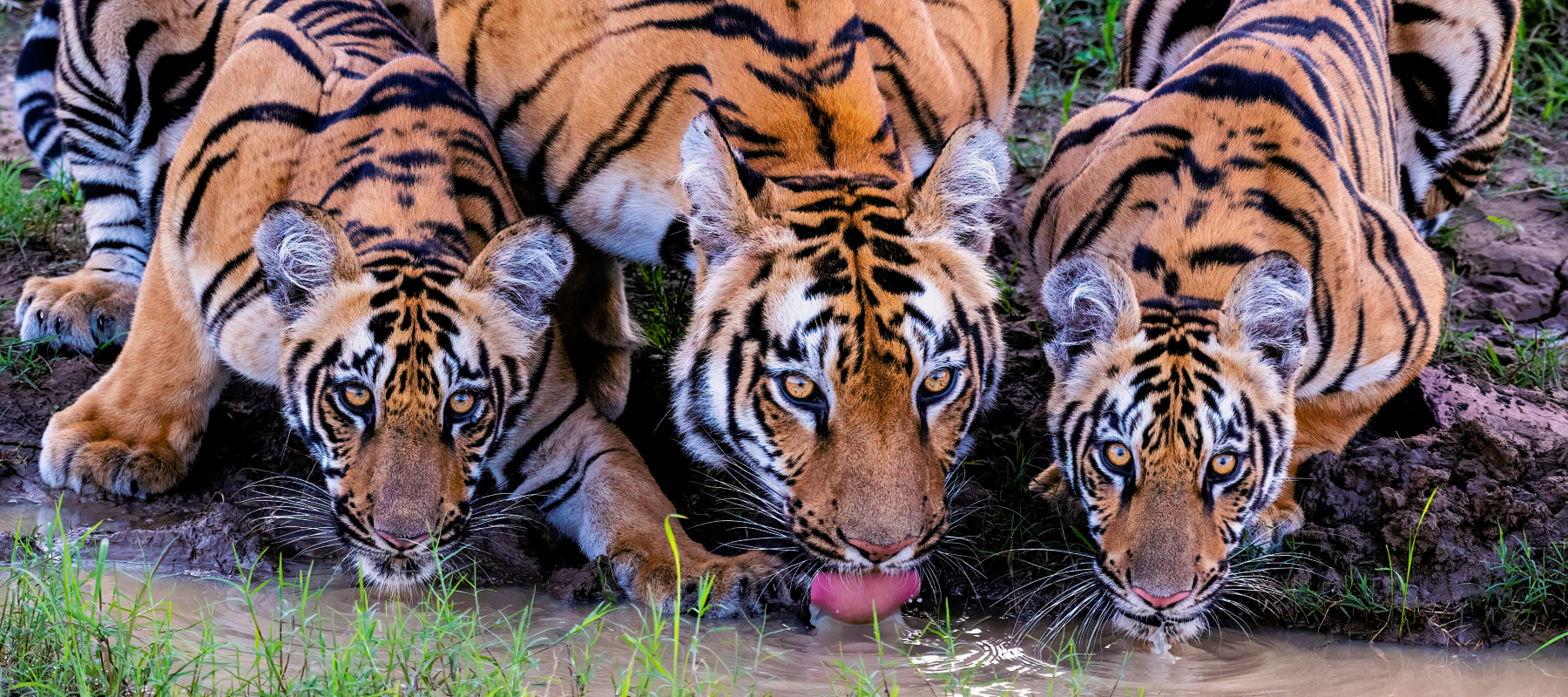 Three tigers crouched over a stream, drinking water. (Photo Credit: Vivek Yadav)