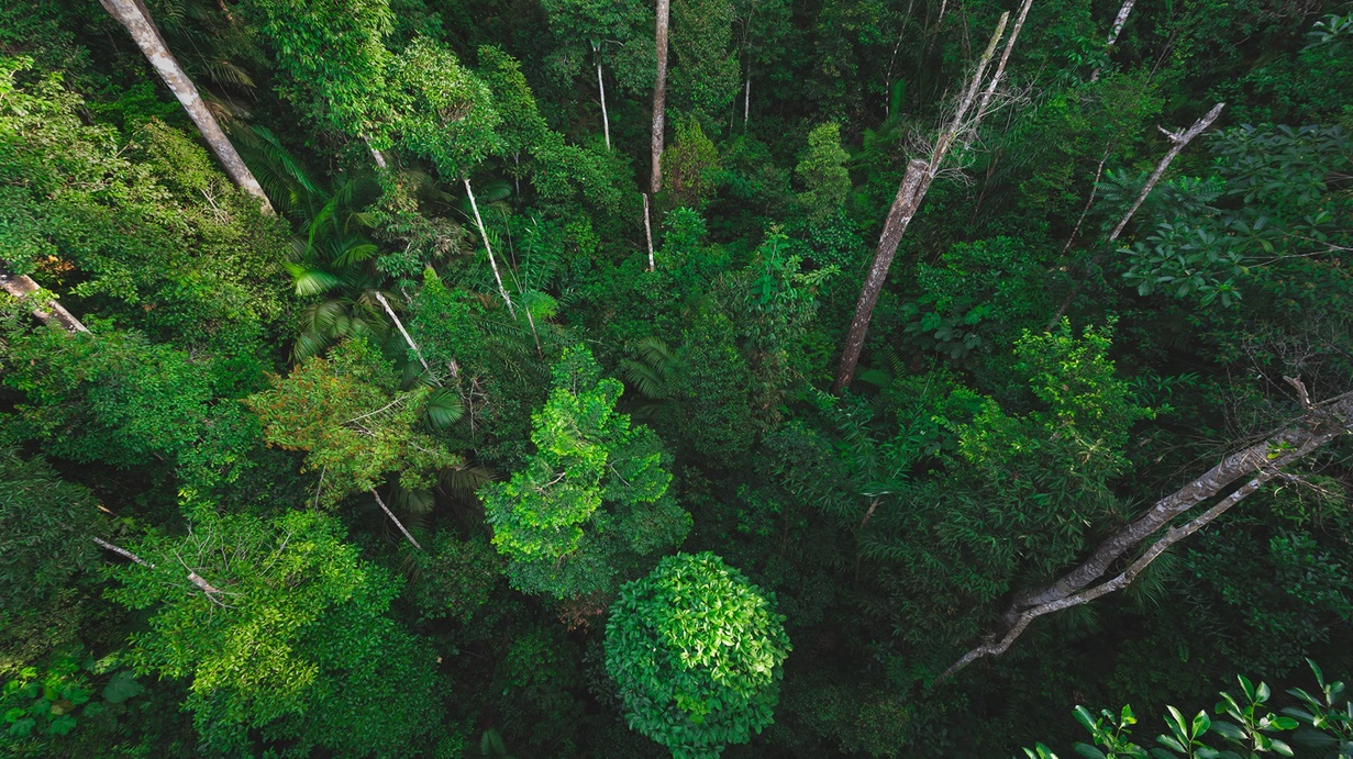 An aerial view of treetops in a forest. 
