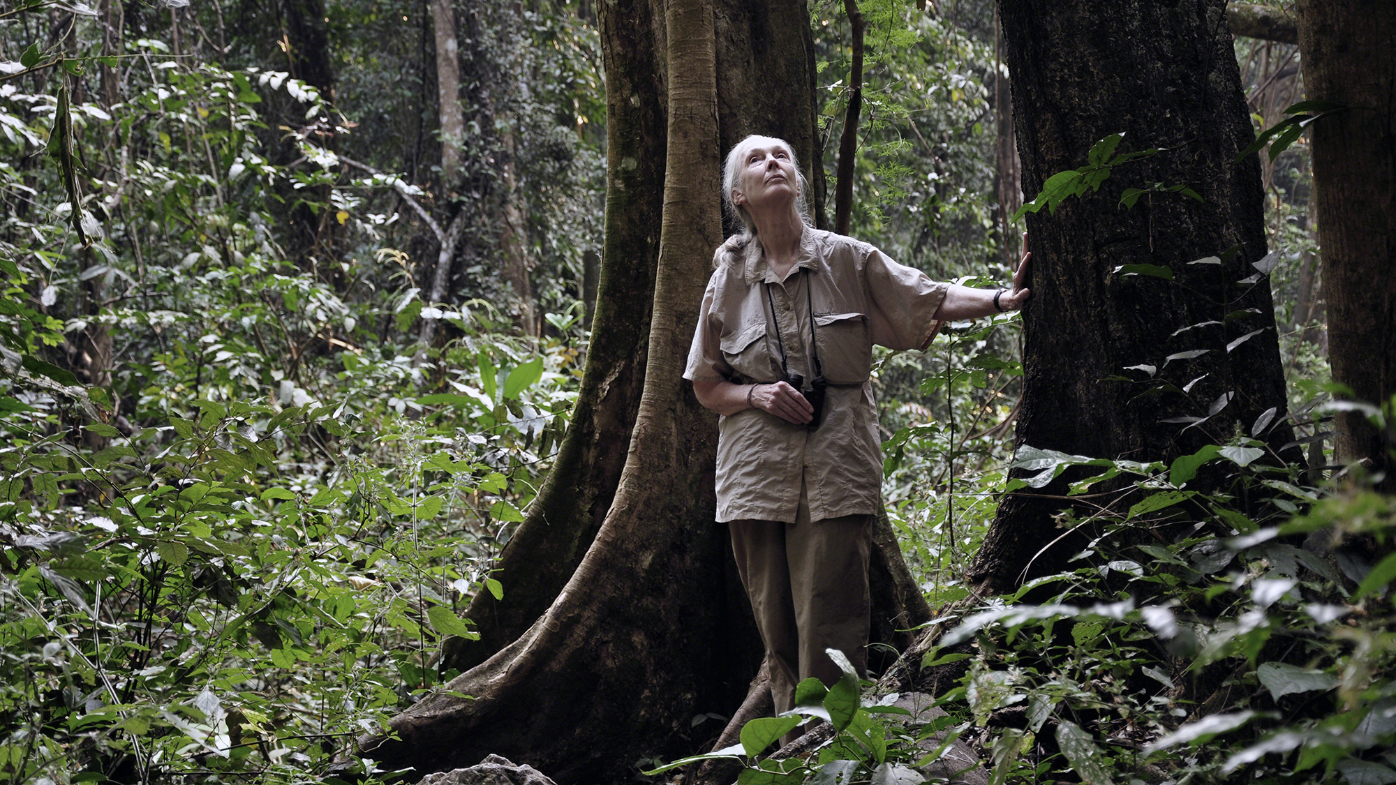 A woman gazes up from the forest floor. 
