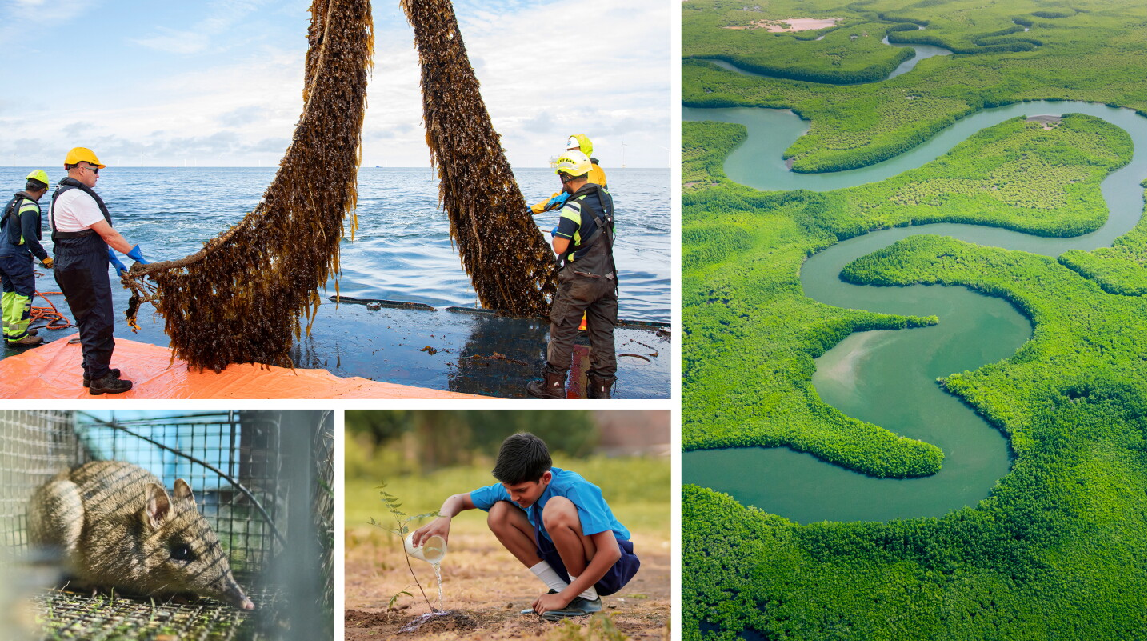 A grid of four photos shaowing nature, people, and wildlife. 