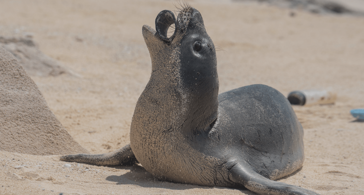 A seal shown on a beach with trash wedged in its mouth. 