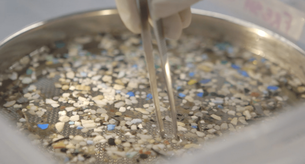 A close-up view of a person wearing white gloves using a metal tool to move small pieces of plastic in a shallow dish. 