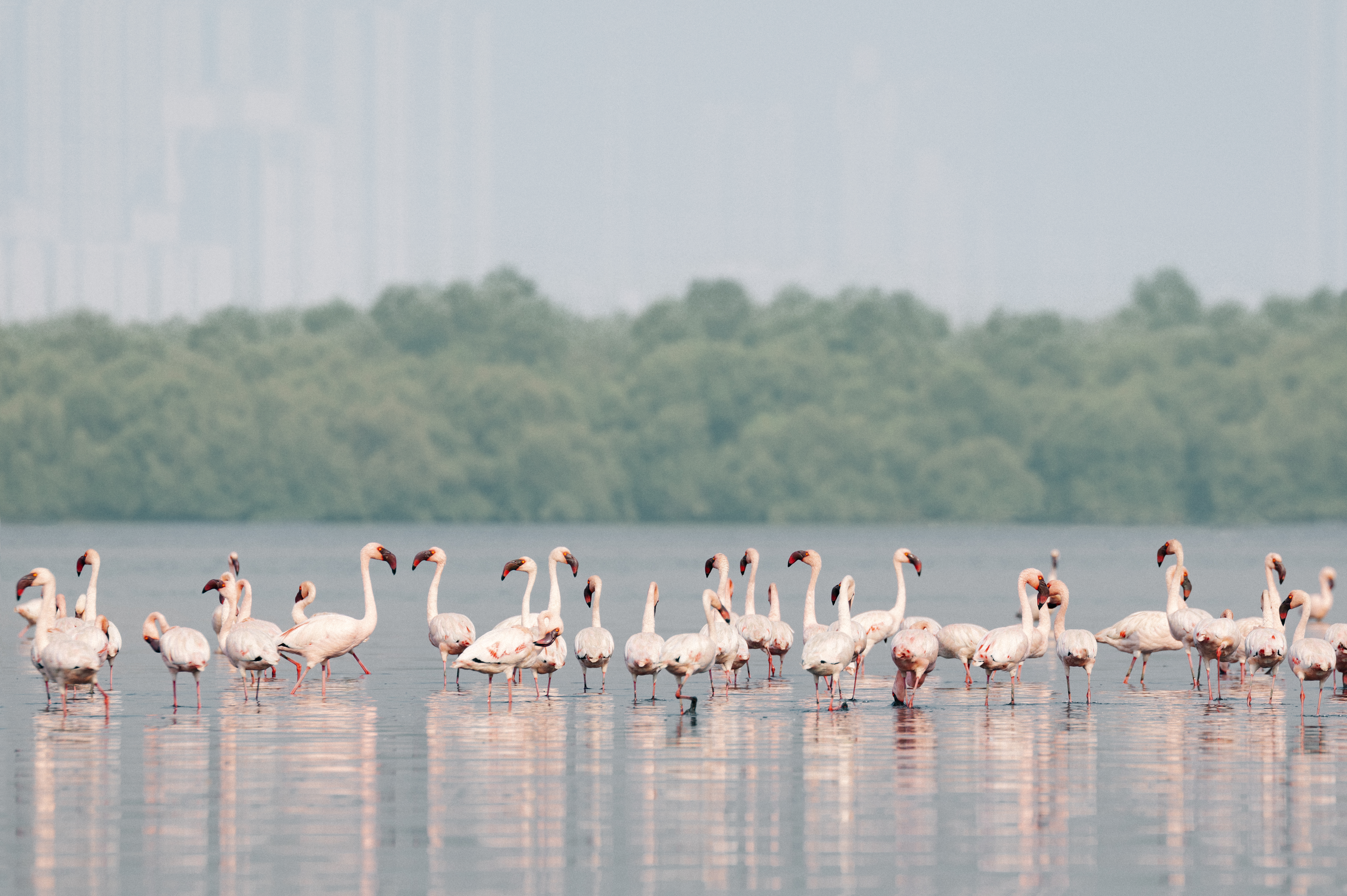 Flamingos stand in water. 