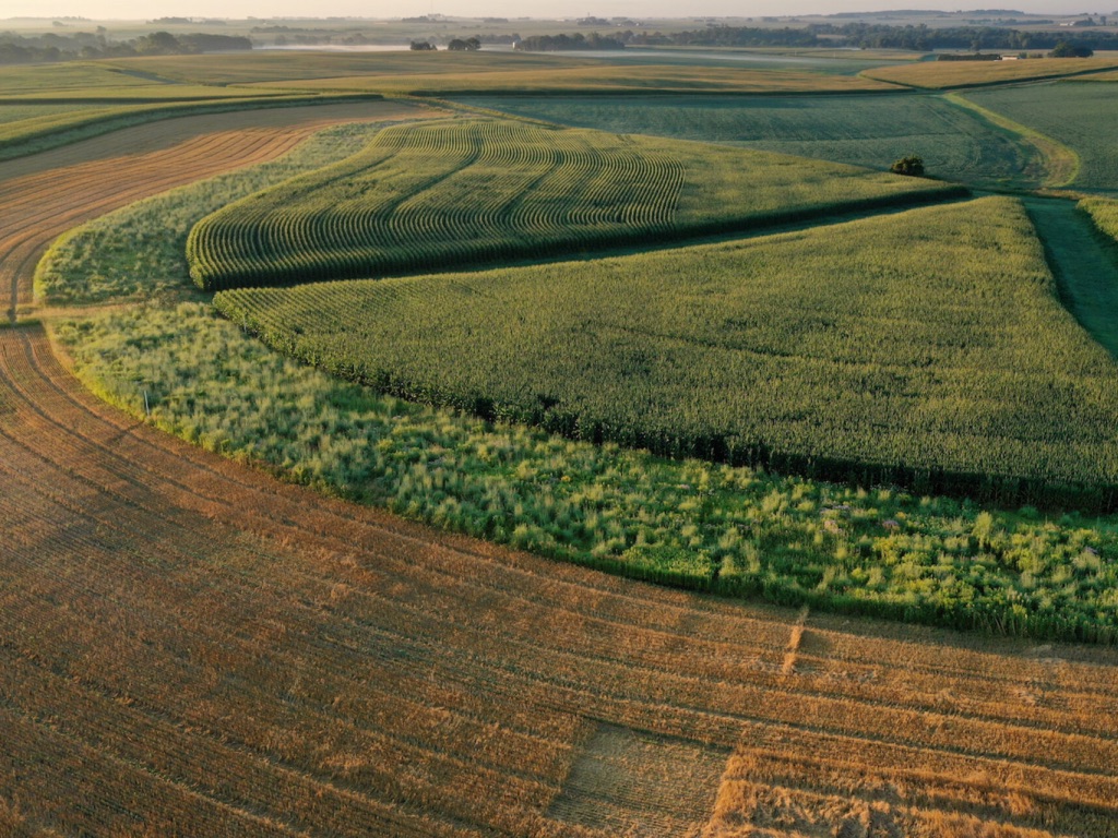 Aerial view of rolling farmland with curved crop rows stretching across green fields and brown harvested earth at sunset.