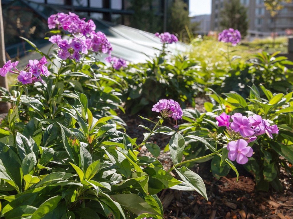 Bright purple phlox flowers bloom among lush green foliage in a sunny garden bed, with buildings visible in the background.