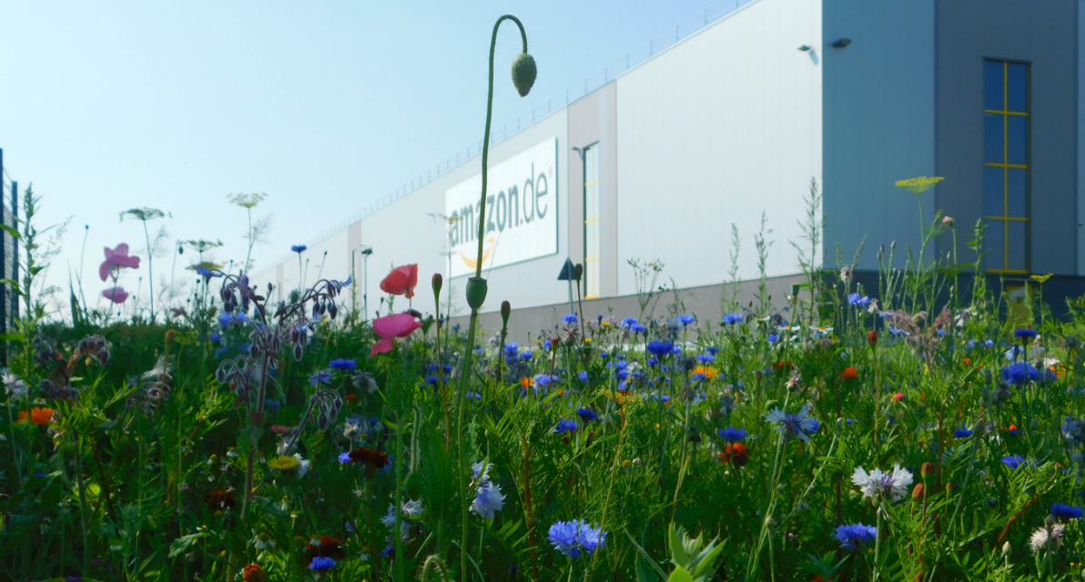 Wildflowers in a small field in front of a building. 