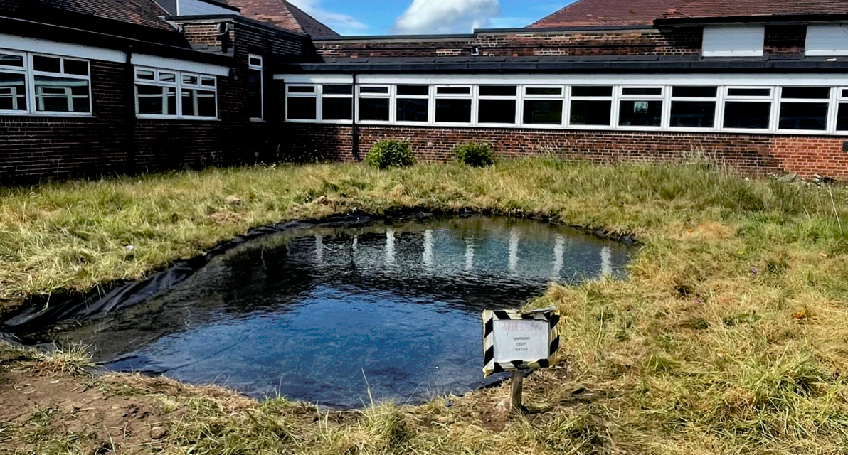 A small pond surrounded by grass. 