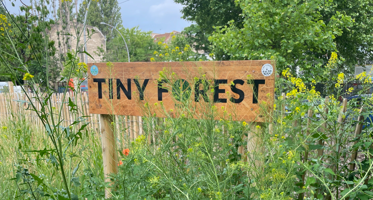 A sign that says "TINY FOREST" sits among wildflowers. 