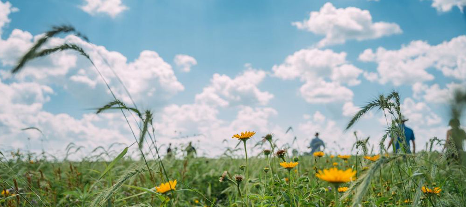 Wildflowers blooming in a field. 
