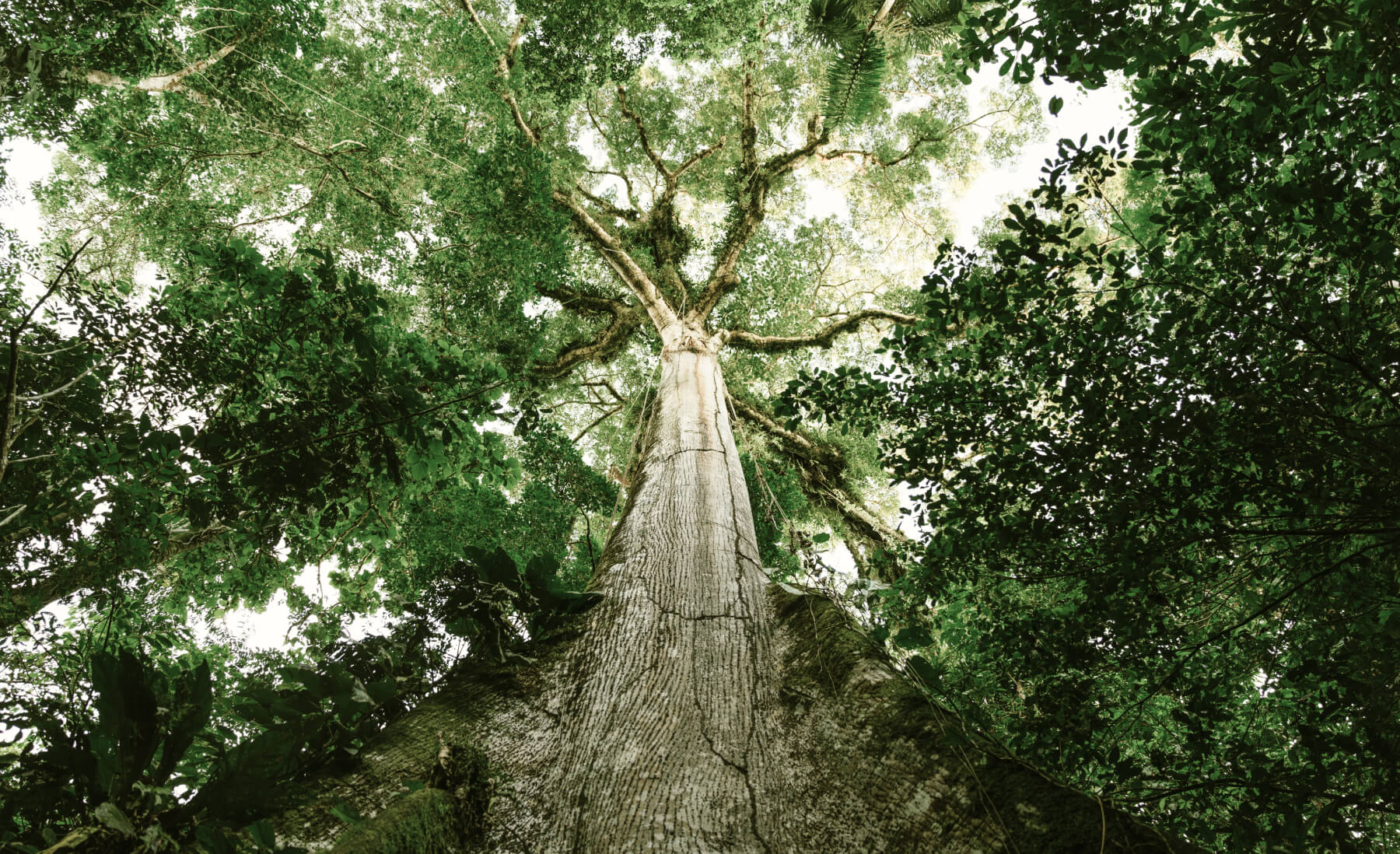 View from below looking up at a tree. 