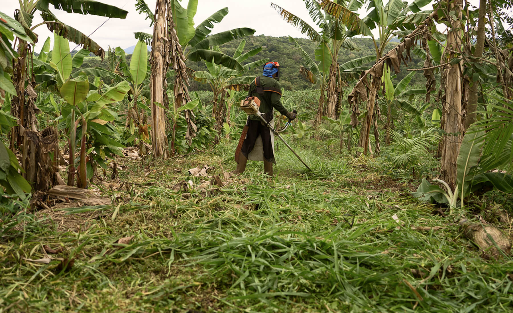 A person cuts down vegetation between scattered palm trees. 
