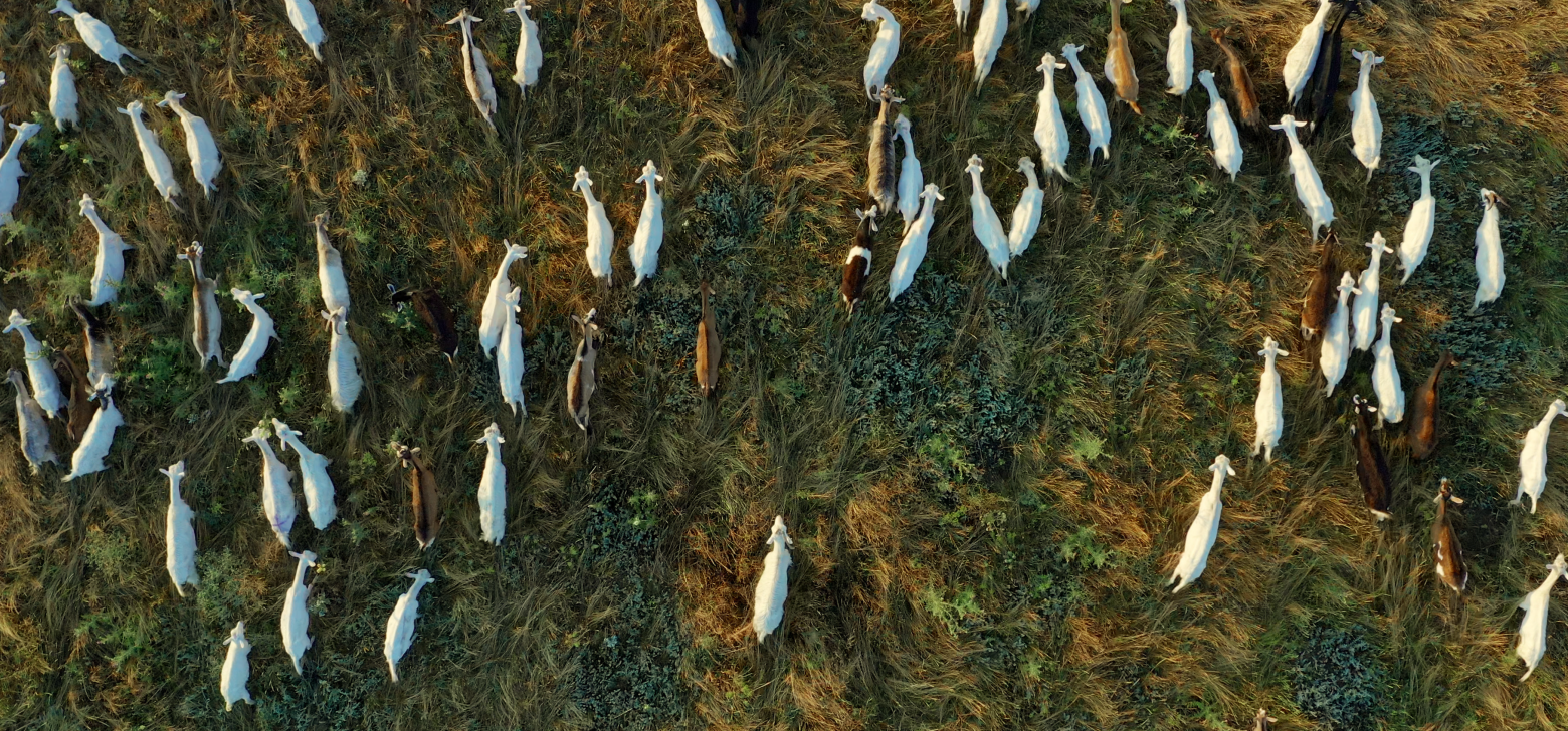 An overhead view of goats in a grassy field. 