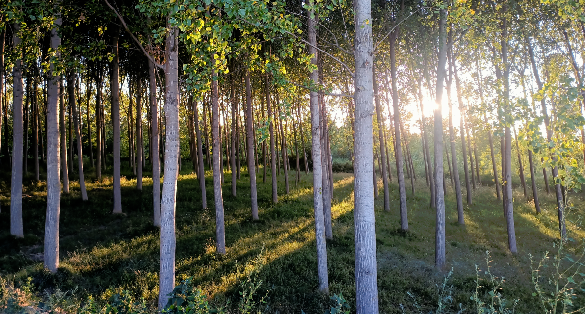 Trees in a sunny forest. 